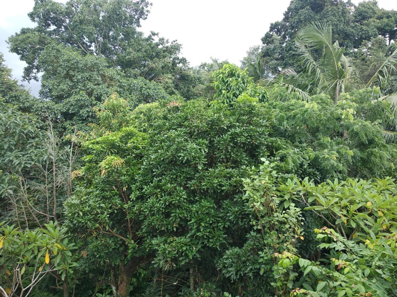 Utari House Hotel Ubud Eksteriør billede